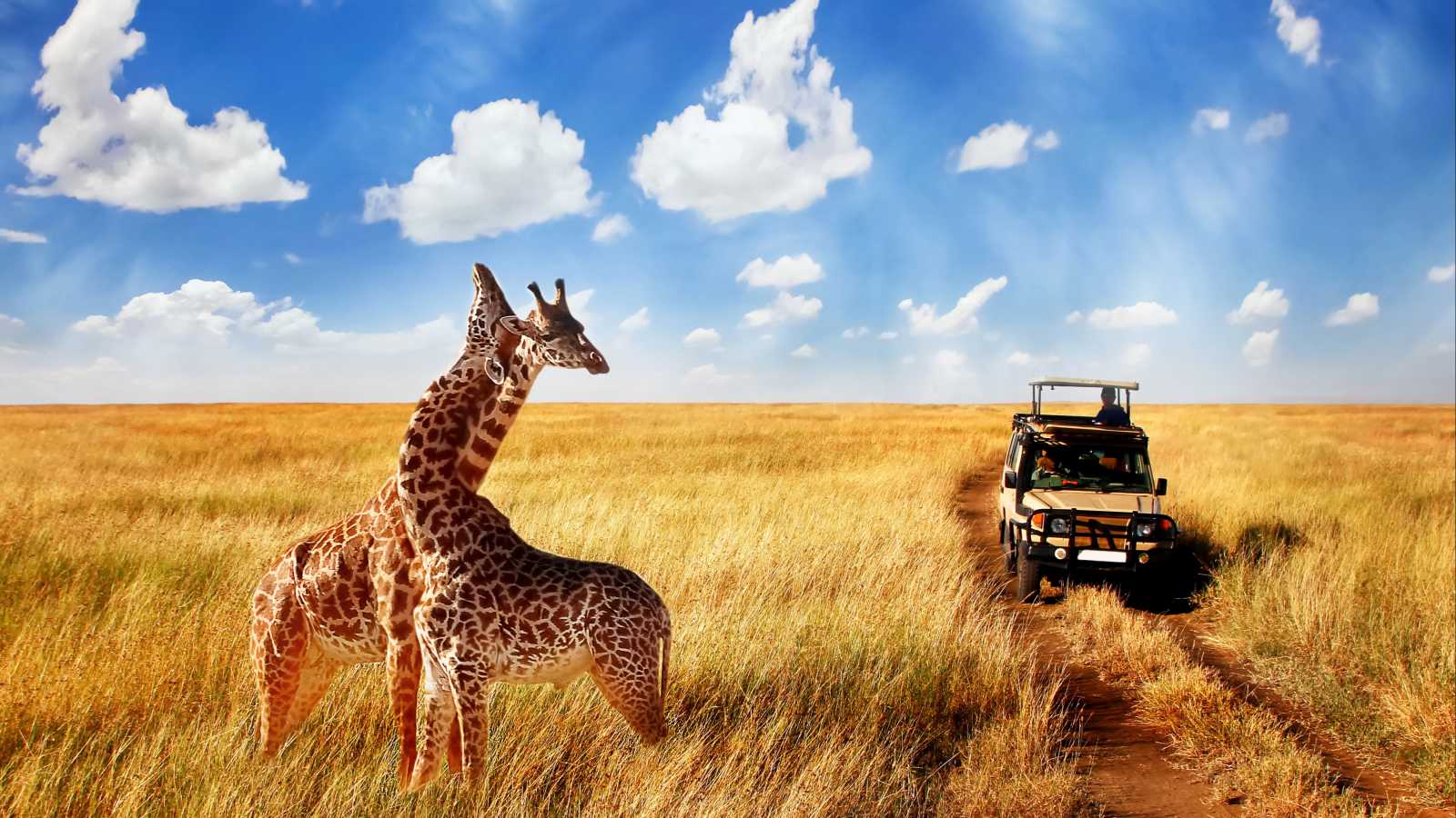 safari urlaub afrika pauschalreise