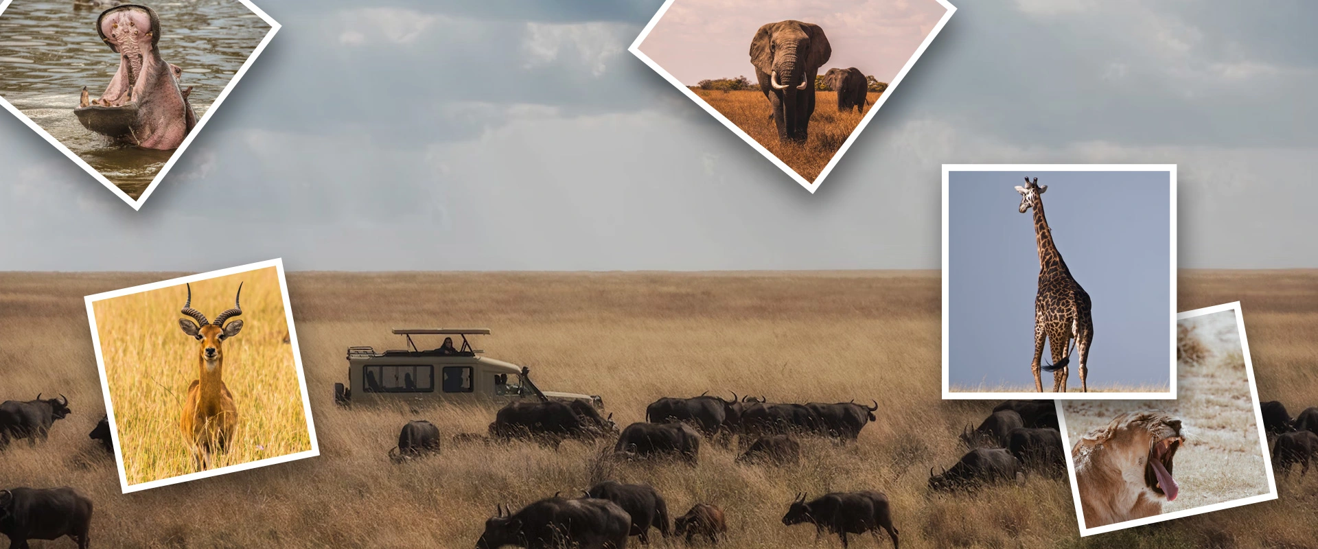 Safari Banner